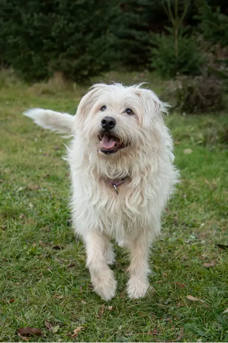 Image of a dog in the yard