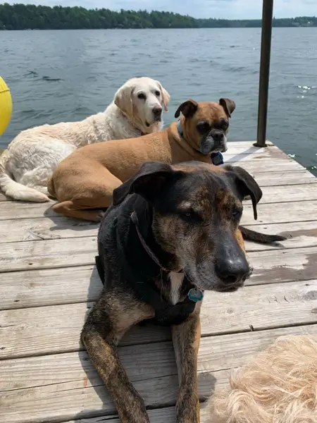 Image of dogs lounging on a dock