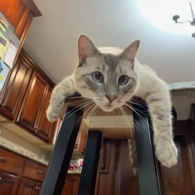 Cat on stool