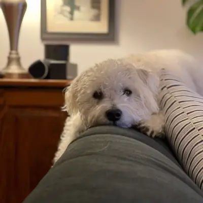 Dog on couch