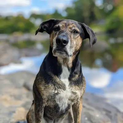 Dog at river