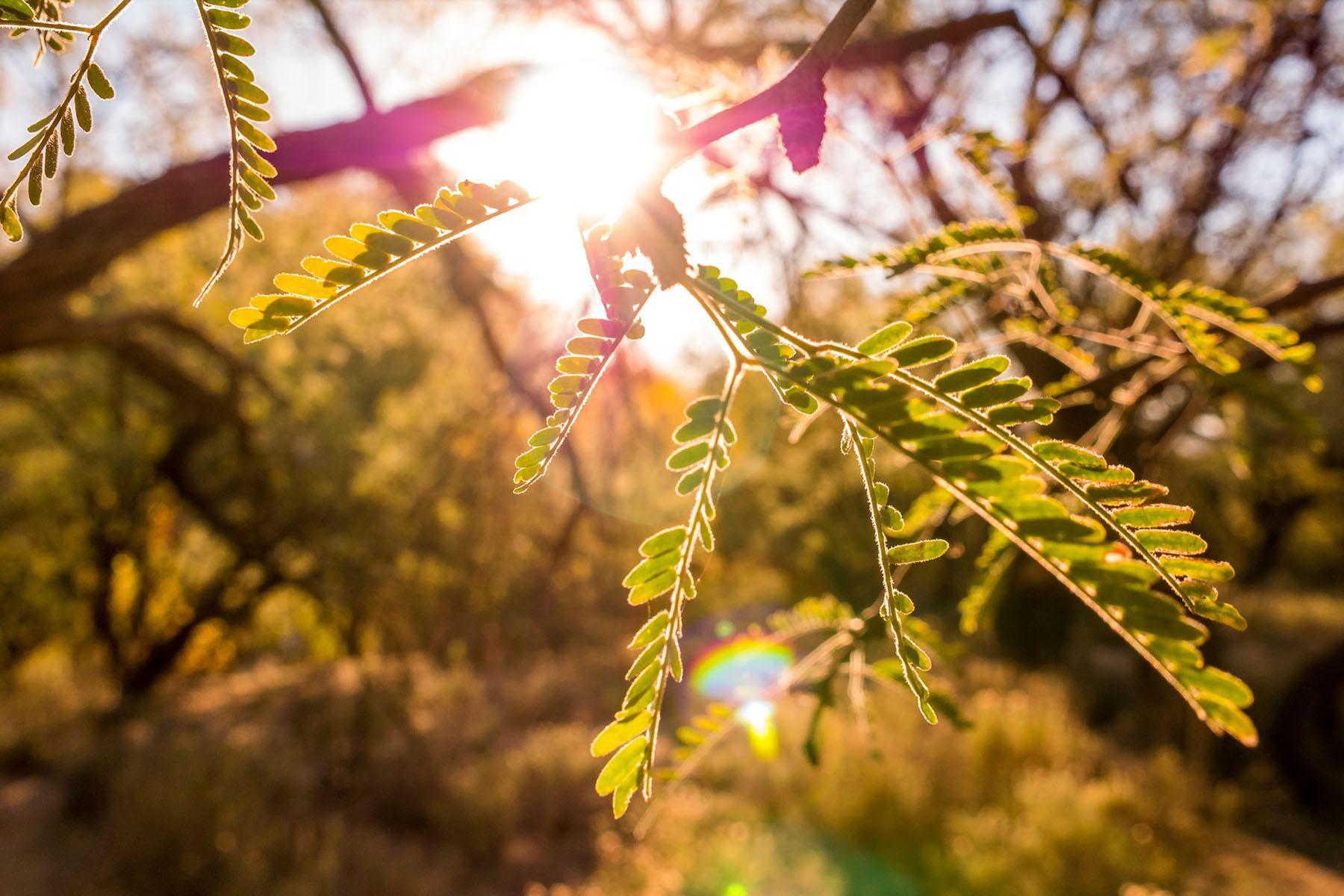 Close-up of branch with sunlight shining through.