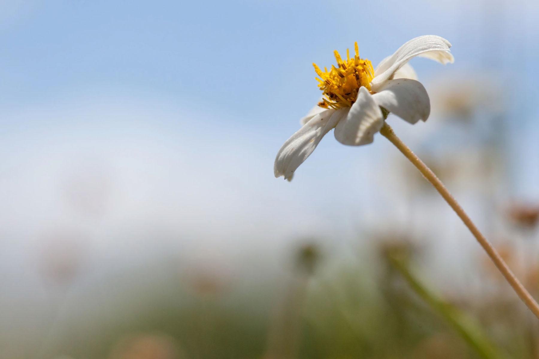 Close-up of a small white flower with a blue sky background.