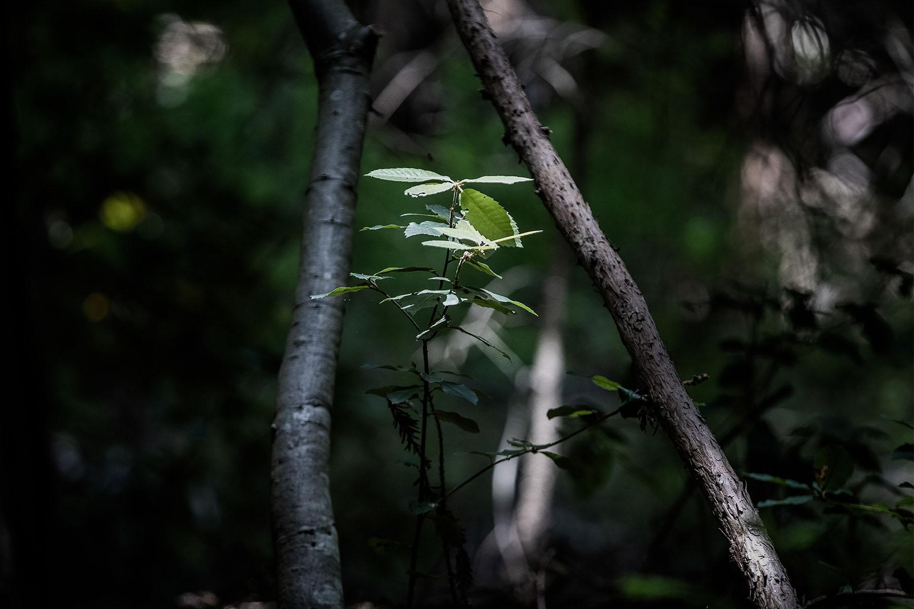 Close-up of sapling growing in woods.