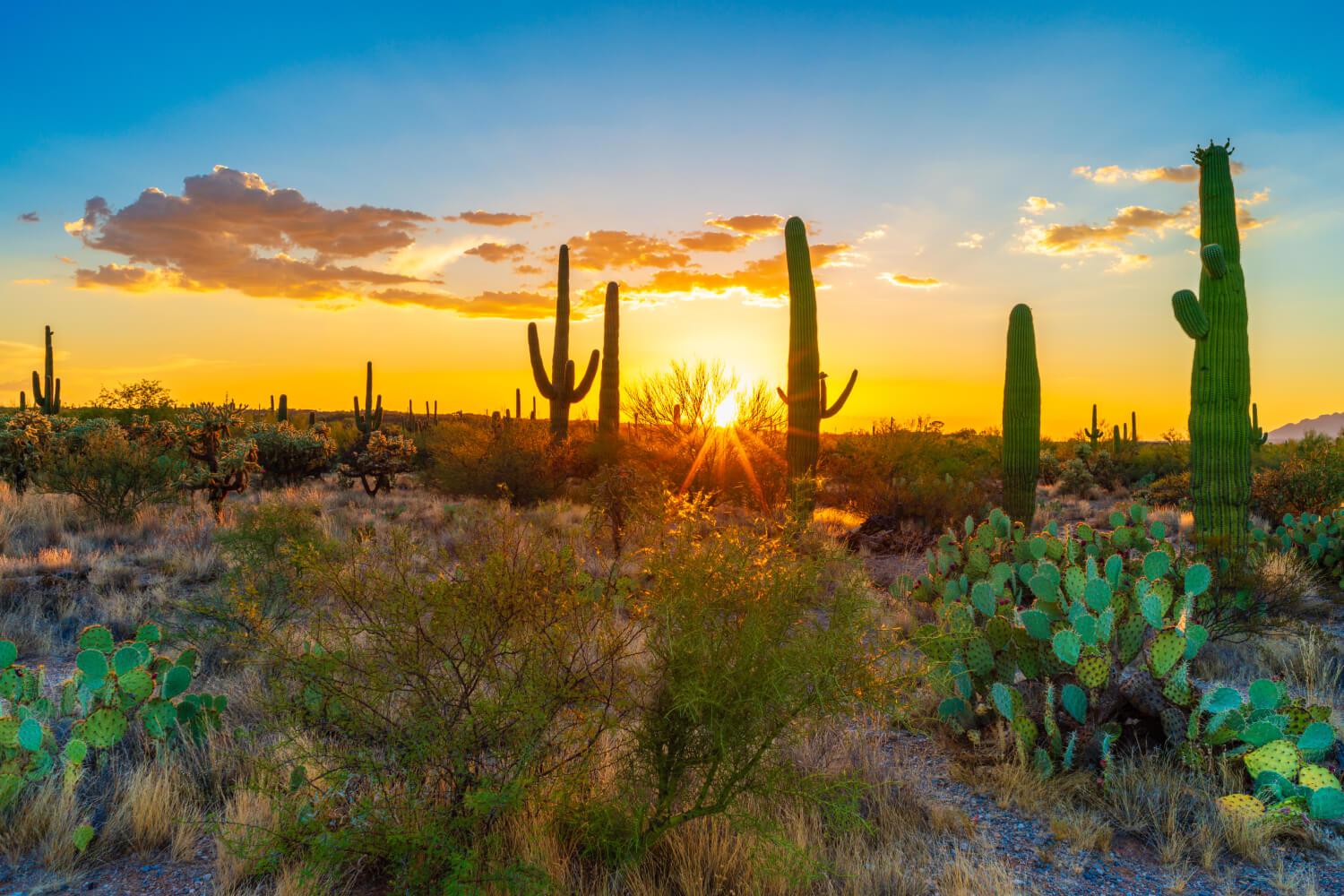 the sunset in the Sonoran Desert
