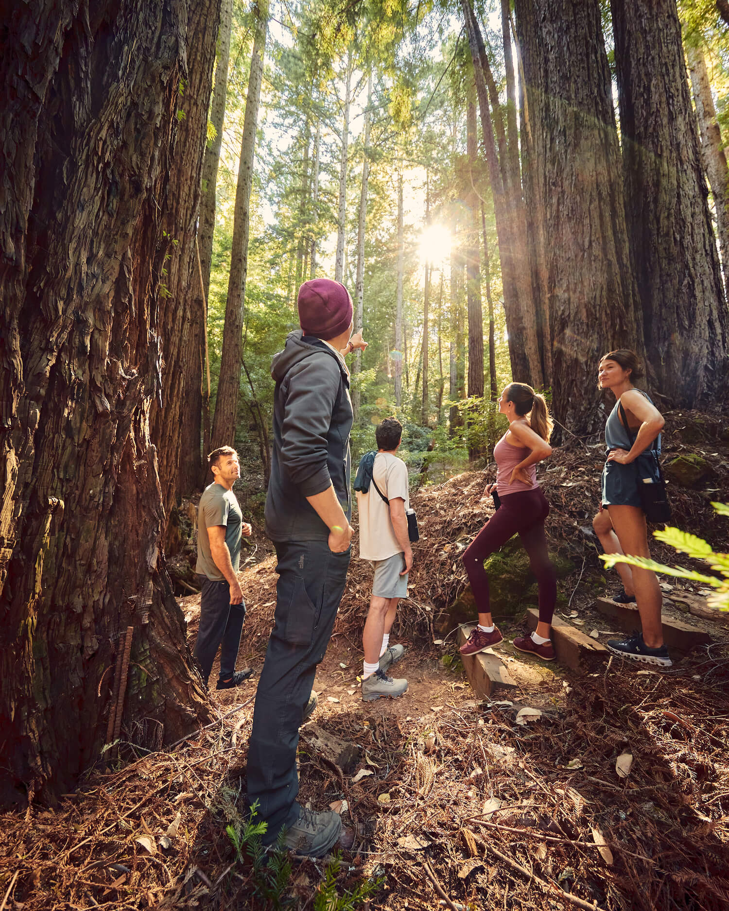 A group hiking in the Redwood Forest of North California