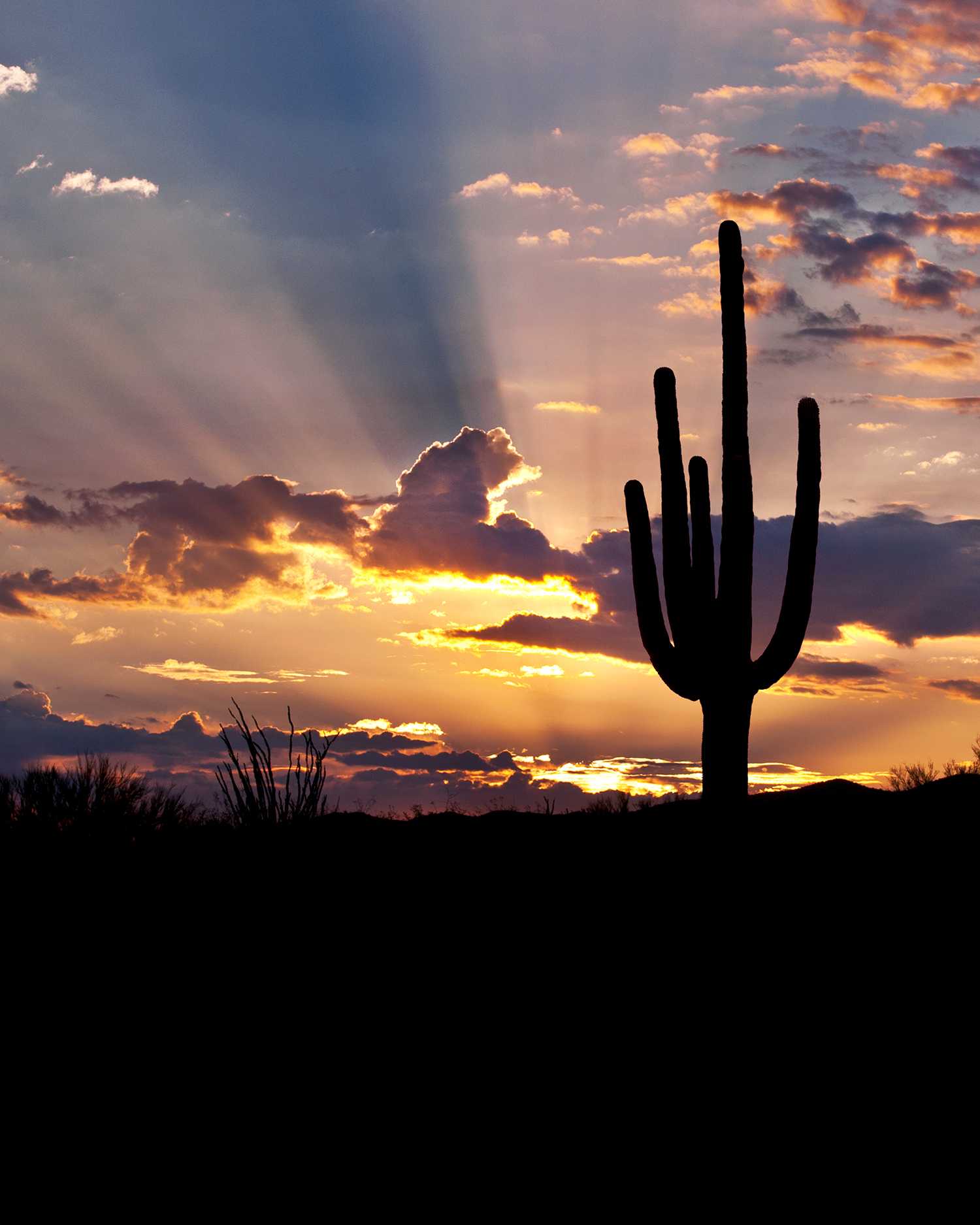 the Sonoran Desert at sunset